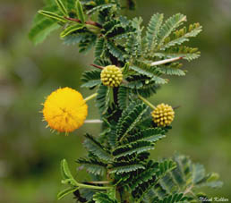 معرفی گیاه - درخت بابل Prickly acacia